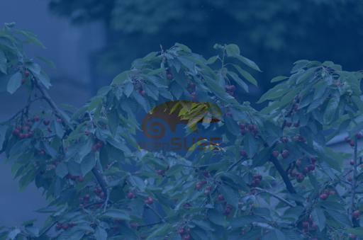 SapphireThrough.jpg