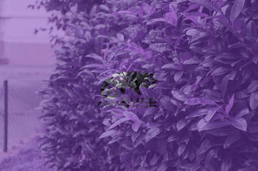 EndeavourPurpleThrough.jpg